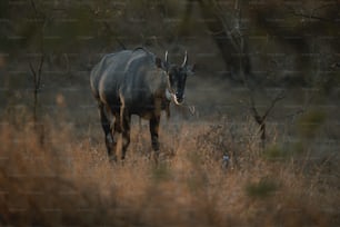 an antelope walking through a field of tall grass