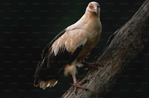 um grande pássaro empoleirado em cima de um galho de árvore