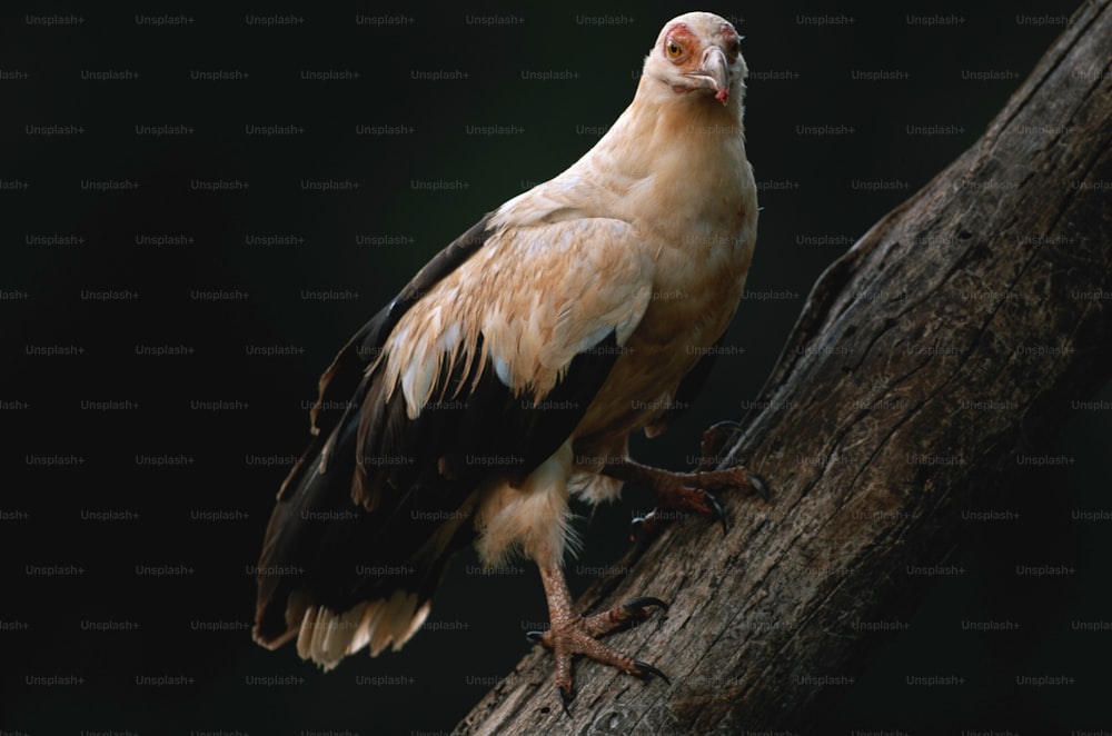 a large bird perched on top of a tree branch