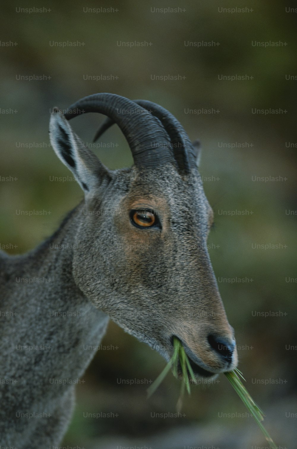 Un primer plano de una cabra con hierba en la boca