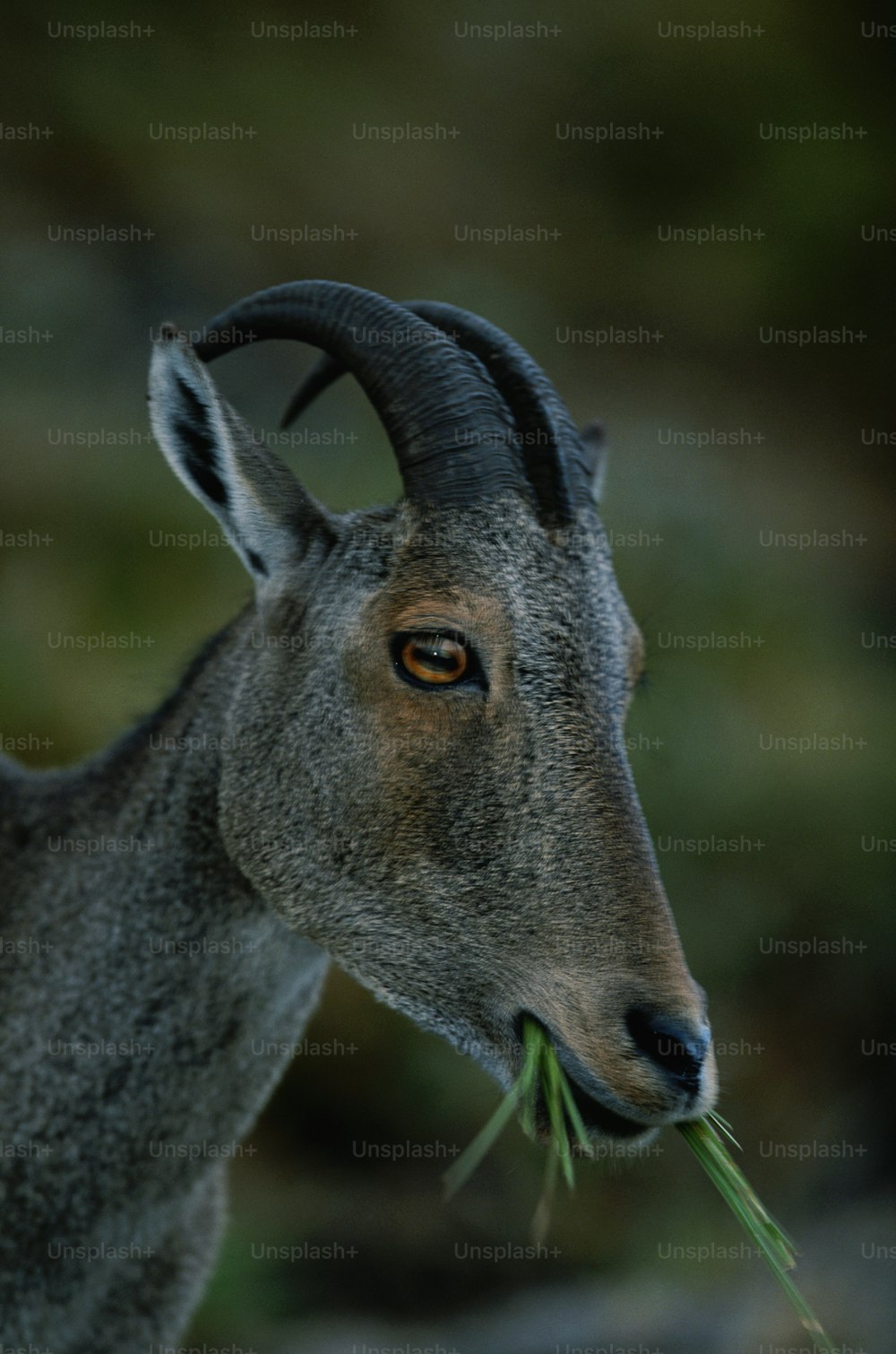 a close up of a goat with grass in its mouth