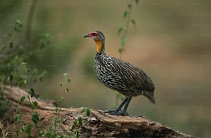 a bird standing on top of a tree branch