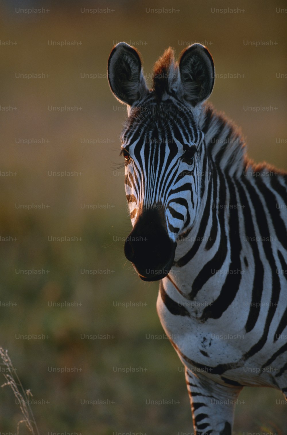 a close up of a zebra in a field
