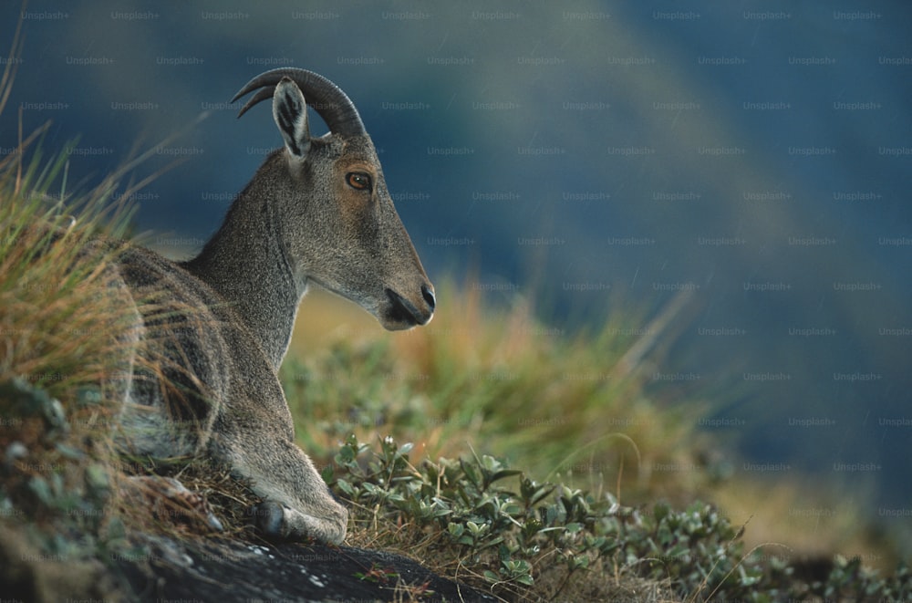 a mountain goat laying down in the grass