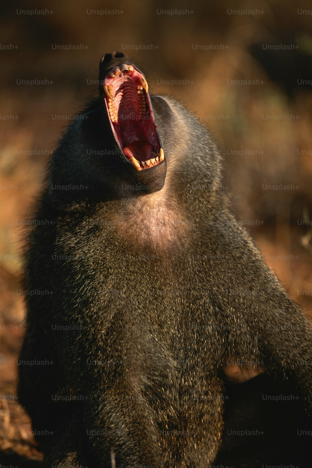Un babbuino con la bocca aperta e la bocca spalancata