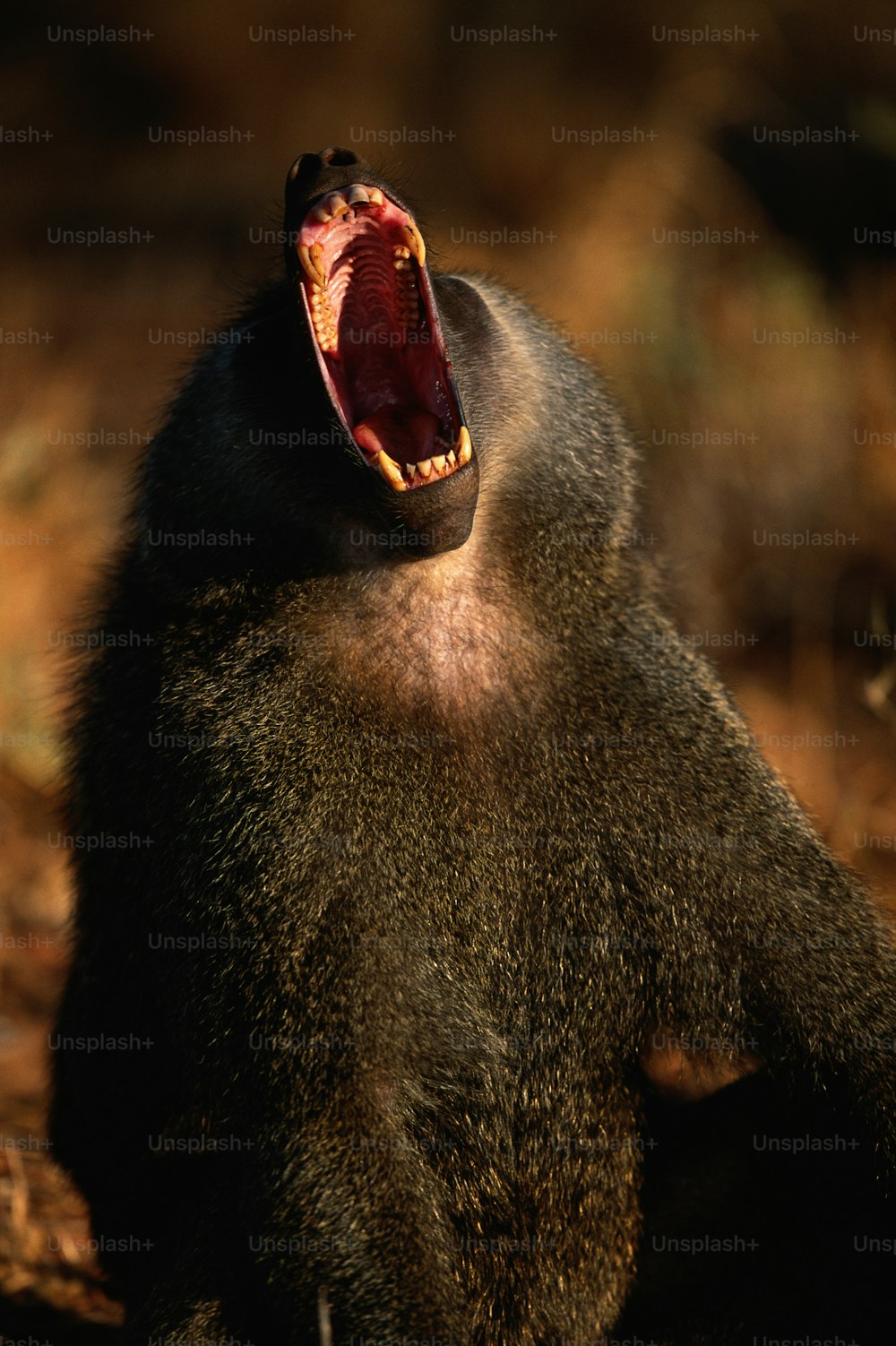 a baboon with its mouth open and it's mouth wide open