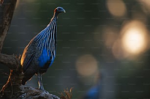 Ein blauer Vogel, der auf einem Ast steht