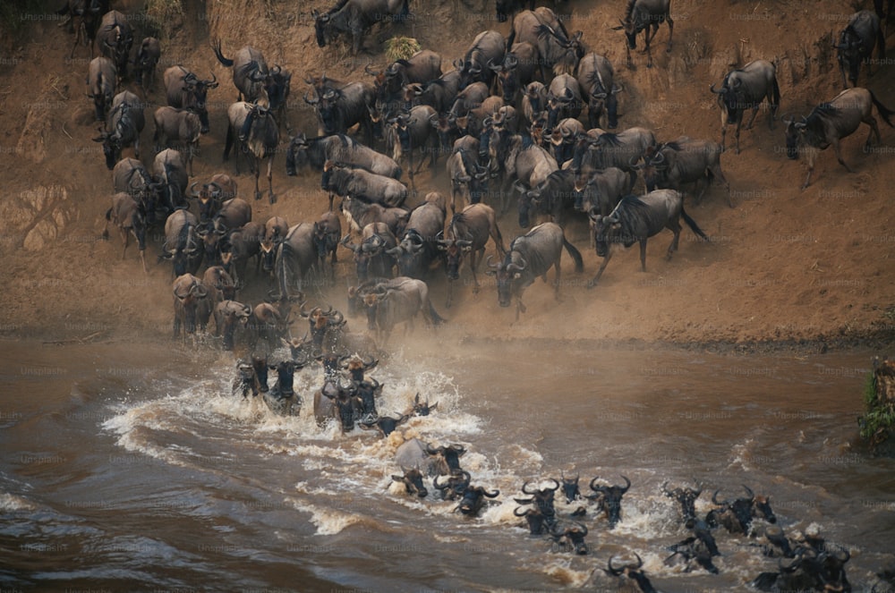 Una gran manada de animales salvajes cruzando un río