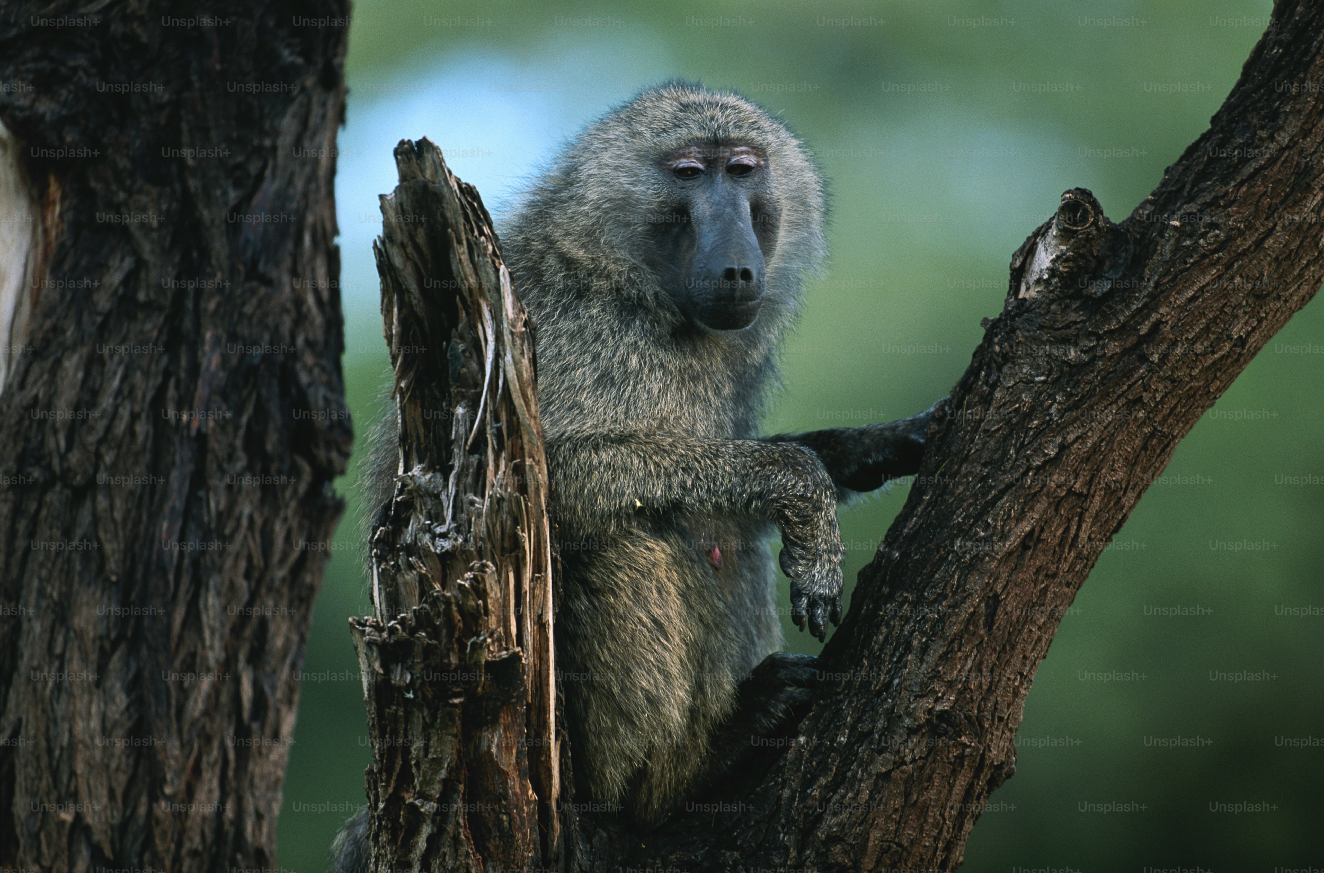 a baboon sitting in a tree looking at the camera