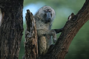 a baboon sitting in a tree looking at the camera