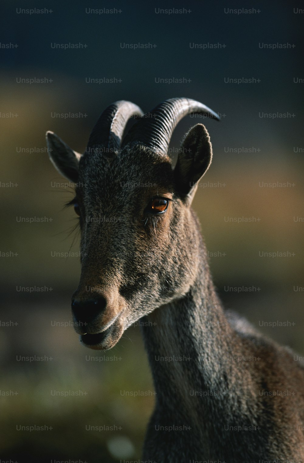 a close up of a goat with very long horns