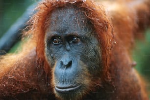 a close up of an oranguel looking at the camera