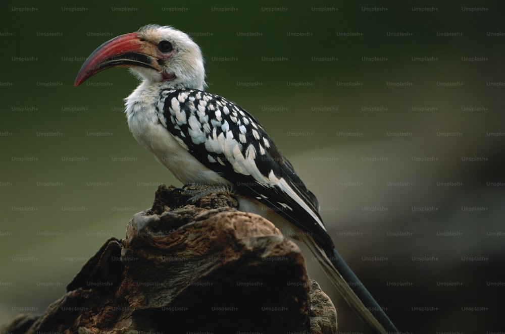 a white and black bird with a red beak