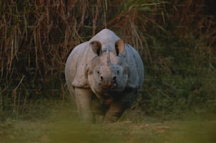 a rhinoceros walking in a grassy area with trees in the background