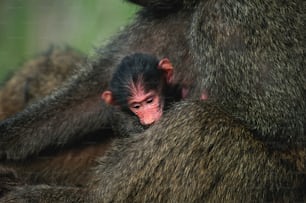 um macaco bebê está abraçado com sua mãe