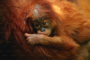 Un primer plano de un bebé oranguel en los brazos de su madre