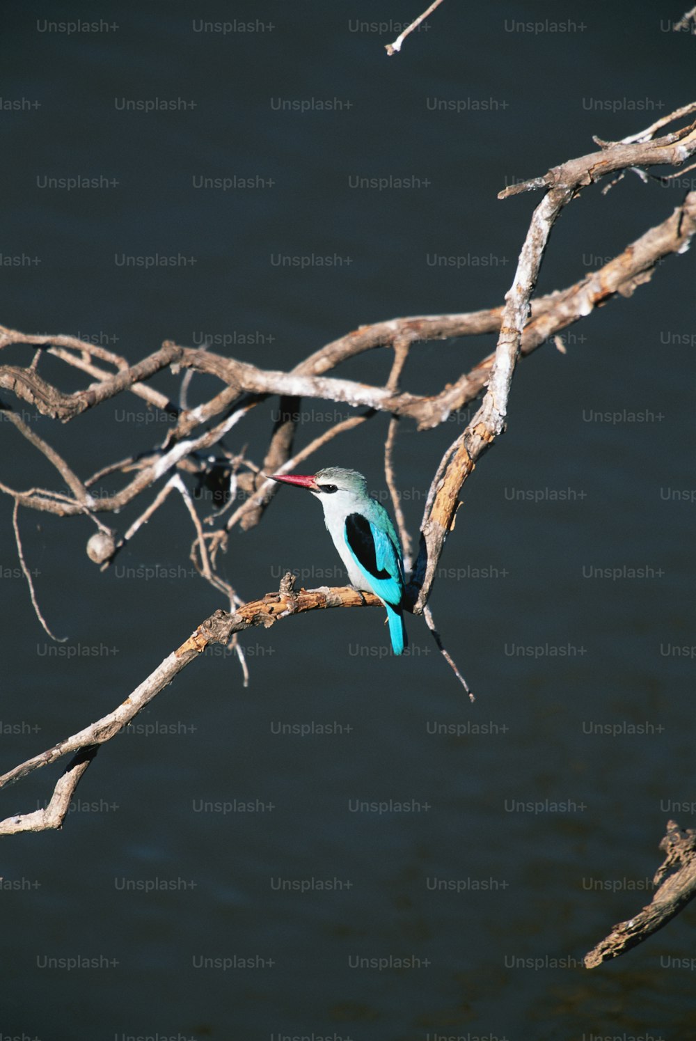 Un pájaro azul y blanco sentado en la cima de la rama de un árbol