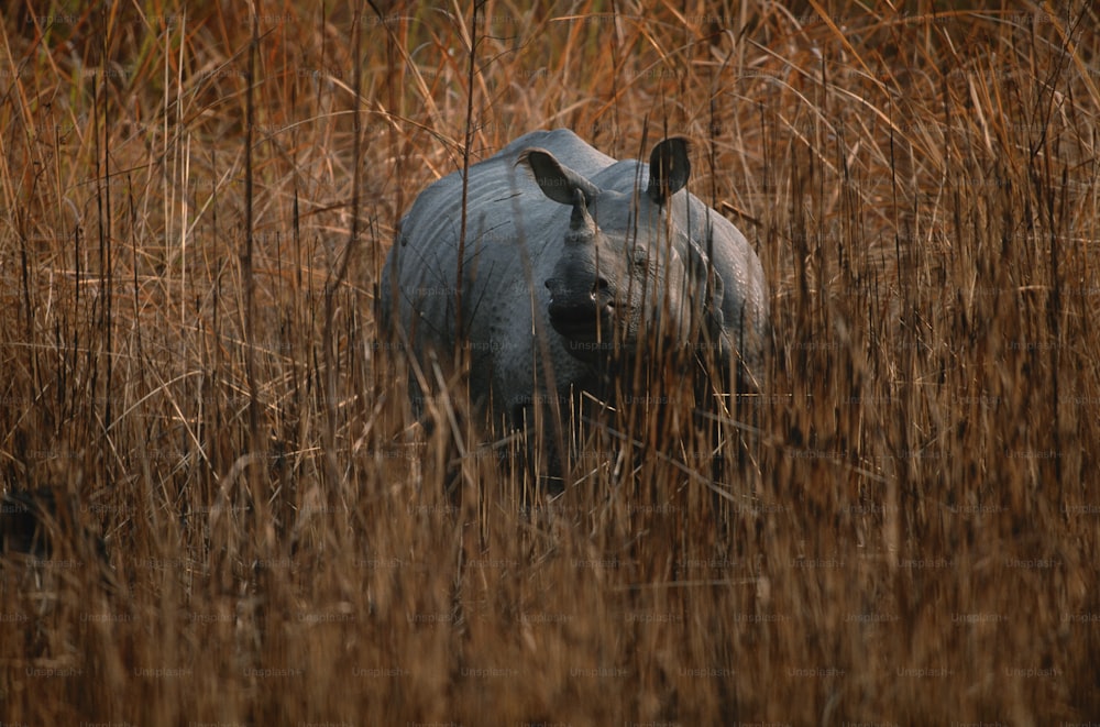 a rhinoceros standing in a field of tall grass