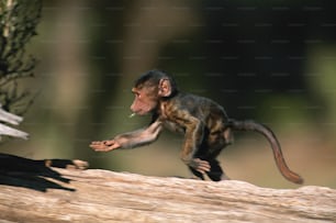 una scimmia che sta in piedi su un tronco
