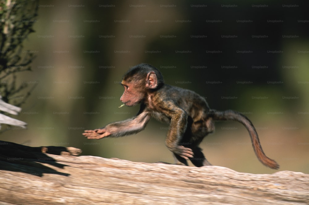 una scimmia che sta in piedi su un tronco