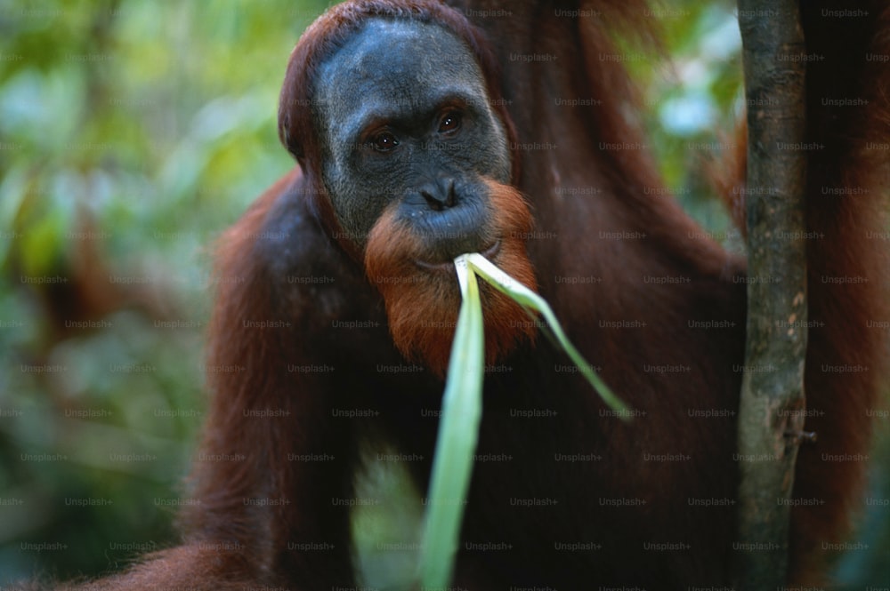 um close up de um macaco segurando uma planta na boca
