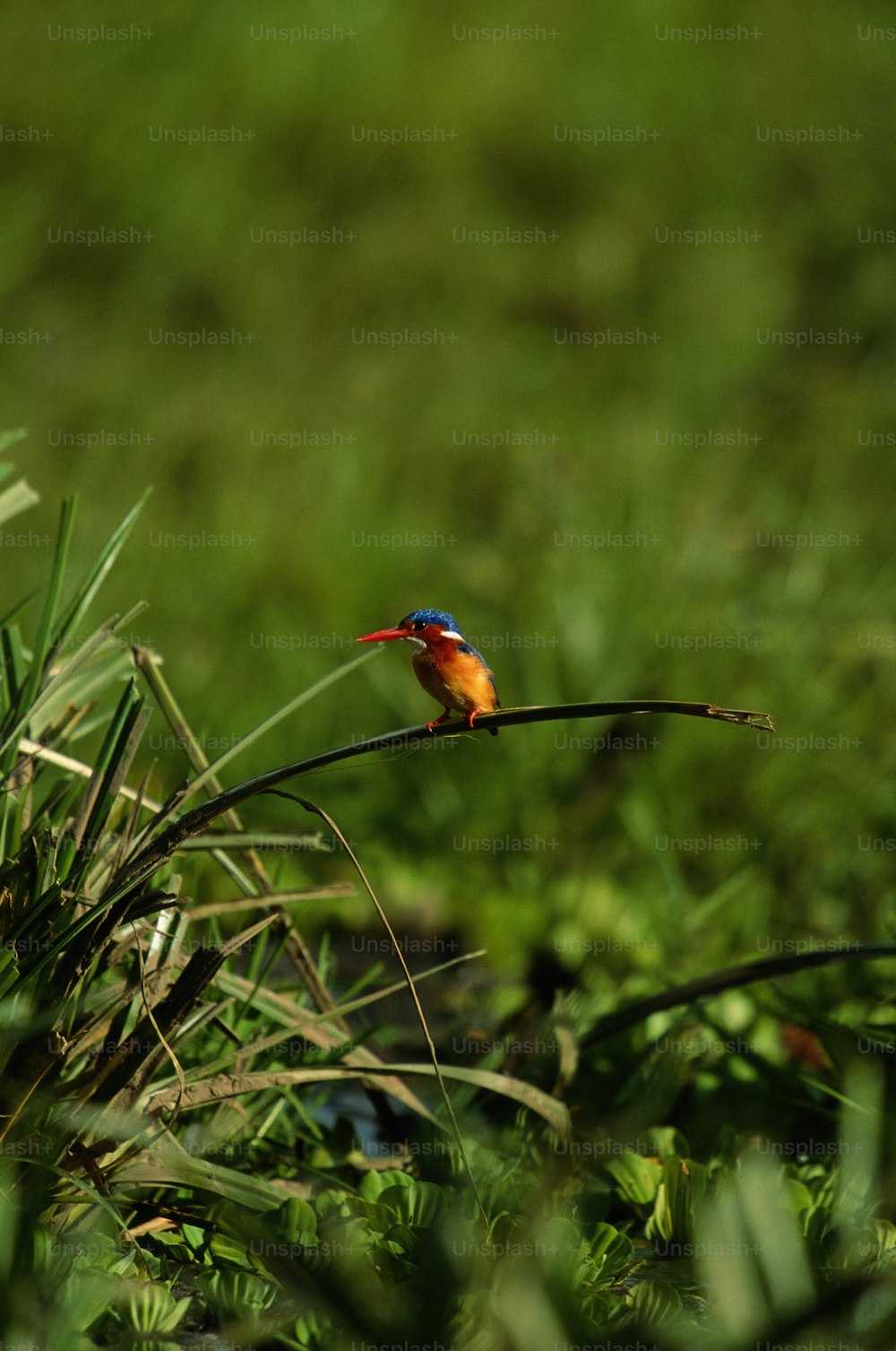 um pequeno pássaro colorido empoleirado em um galho fino
