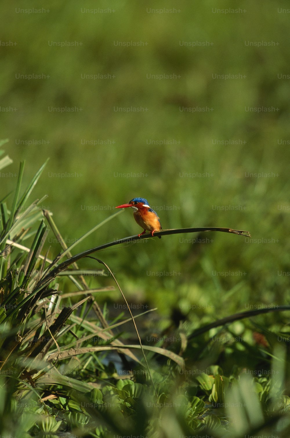Un peque�ño pájaro colorido posado en una rama delgada