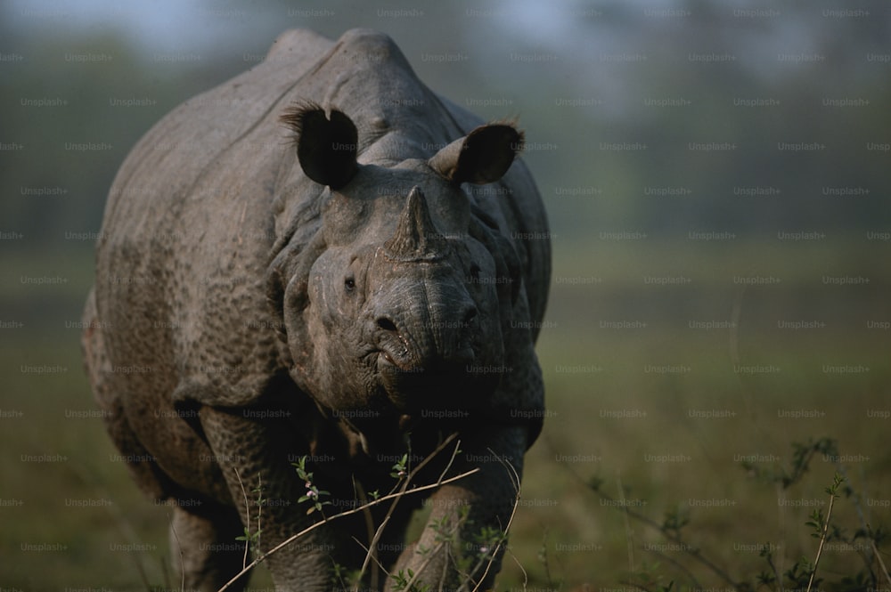 Un rinoceronte in piedi in un campo di erba alta