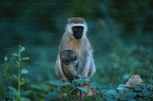 a monkey sitting on top of a tree stump