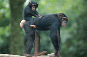 two monkeys sitting on top of each other