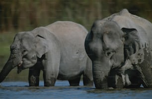 Un couple d’éléphants se tient dans l’eau