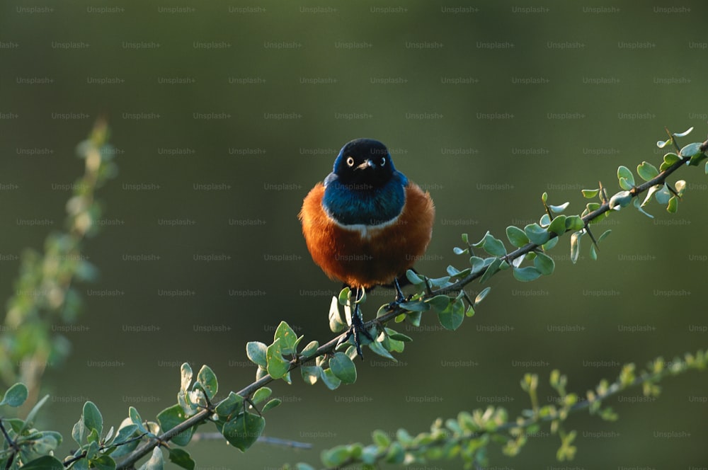 a small bird perched on a branch with leaves