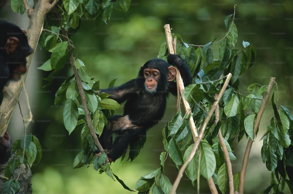 a monkey hanging from a tree branch in a forest