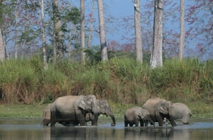 a herd of elephants walking across a river