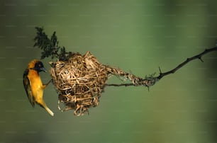 um pássaro está sentado em um galho com um ninho nele