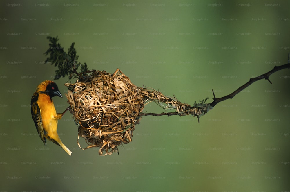 a bird is sitting on a branch with a nest in it