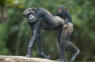 deux chimpanzés jouant l’un avec l’autre sur une bûche