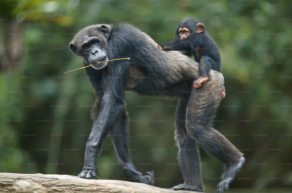 Zwei Schimpansen spielen auf einem Baumstamm miteinander