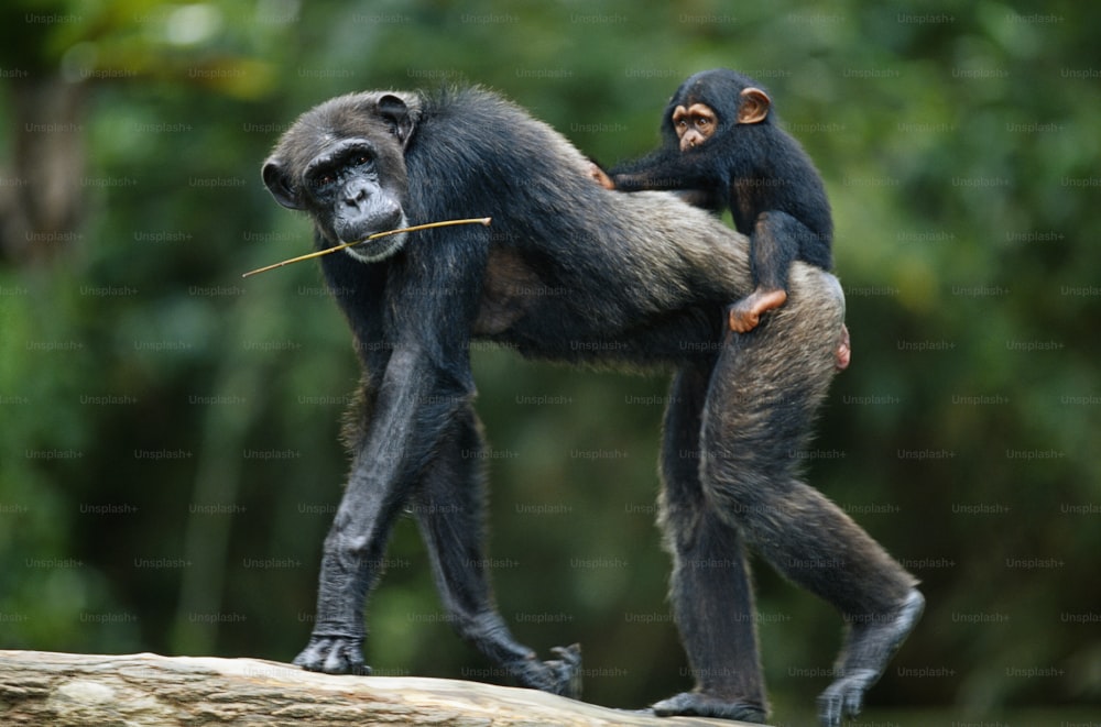 two chimpankins playing with each other on a log