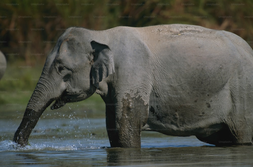 Un elefante in piedi in uno specchio d'acqua