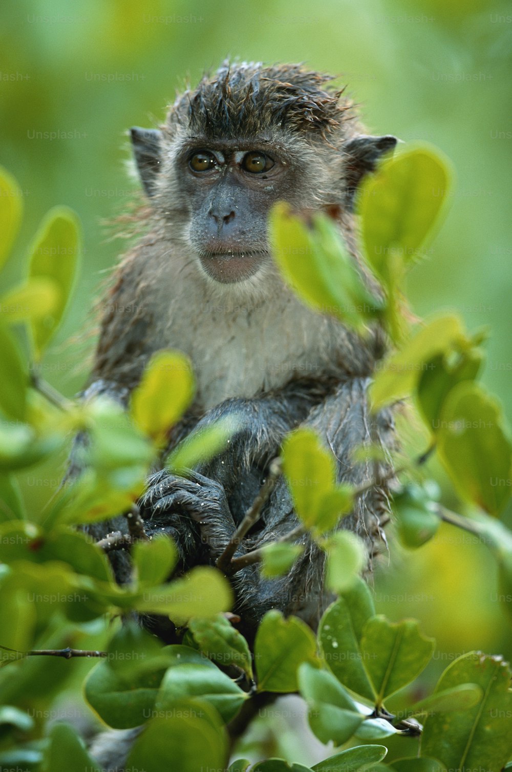 緑の葉を持つ木に座っている小さな猿