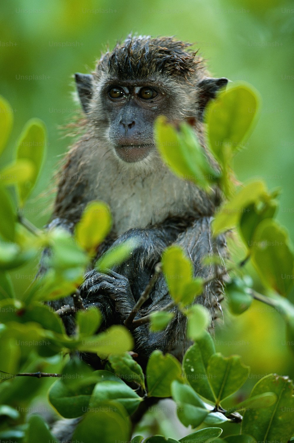 a small monkey sitting in a tree with green leaves
