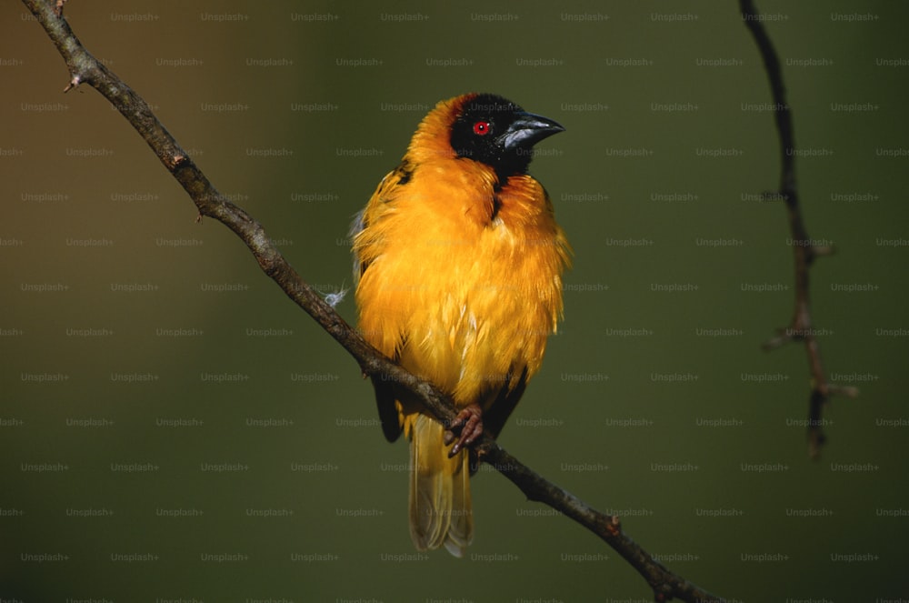 ein gelb-schwarzer Vogel, der auf einem Ast sitzt
