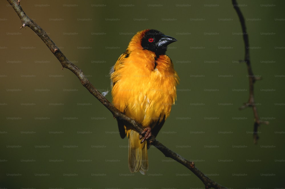 a yellow and black bird sitting on a tree branch