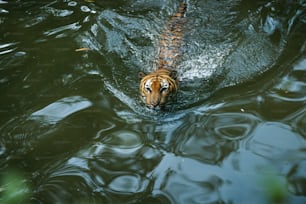 Un tigre nadando en un cuerpo de agua
