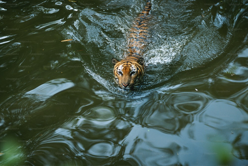 a tiger swimming in a body of water