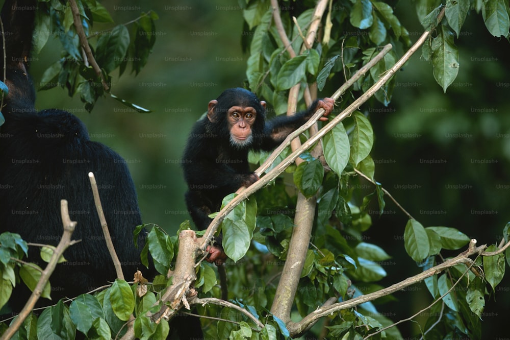 um casal de macacos sentados em cima de uma árvore
