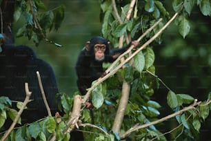 Un par de monos sentados en la cima de un árbol