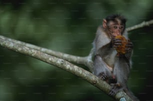 a monkey sitting on a tree branch eating something