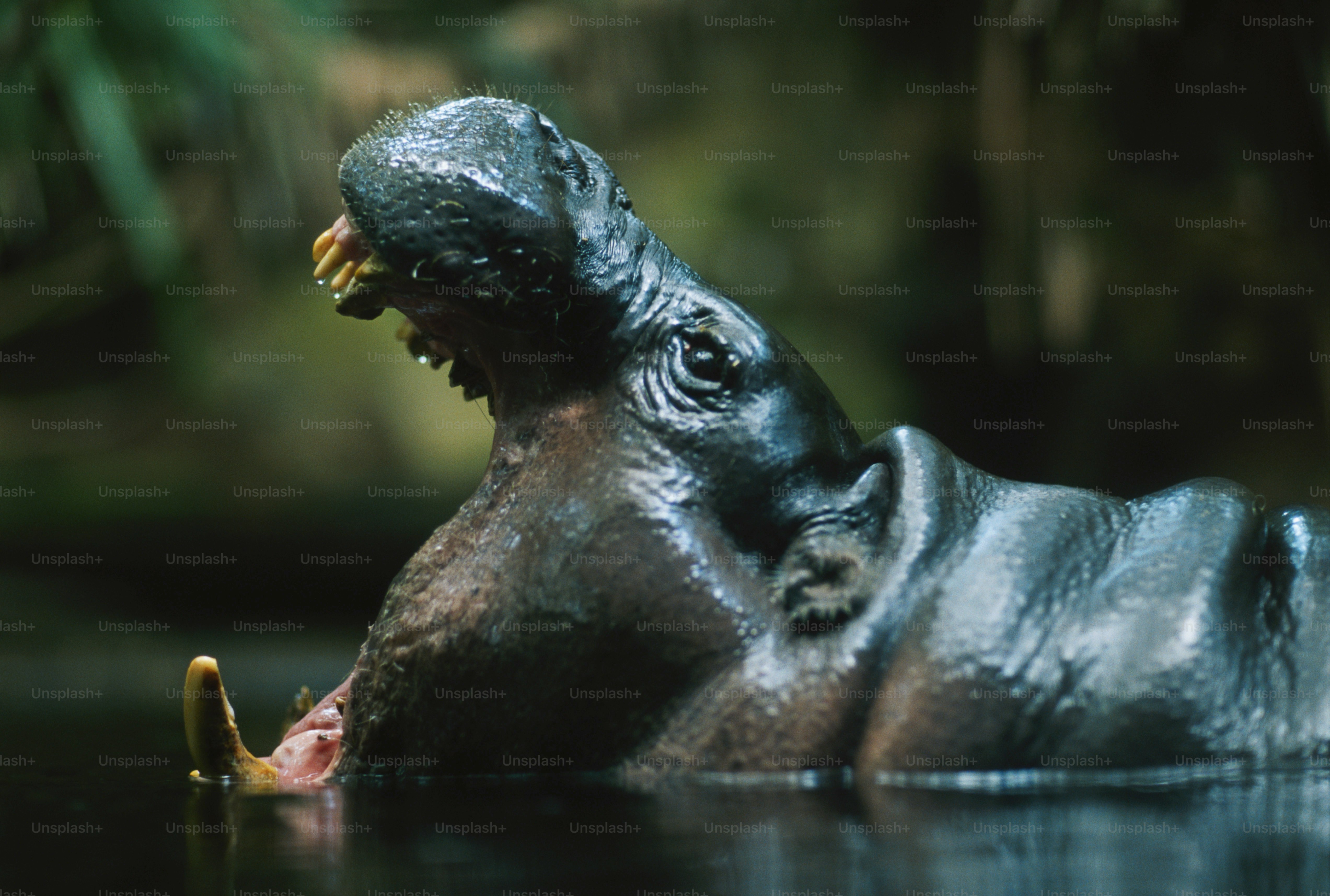 a hippopotamus in a body of water with its mouth open